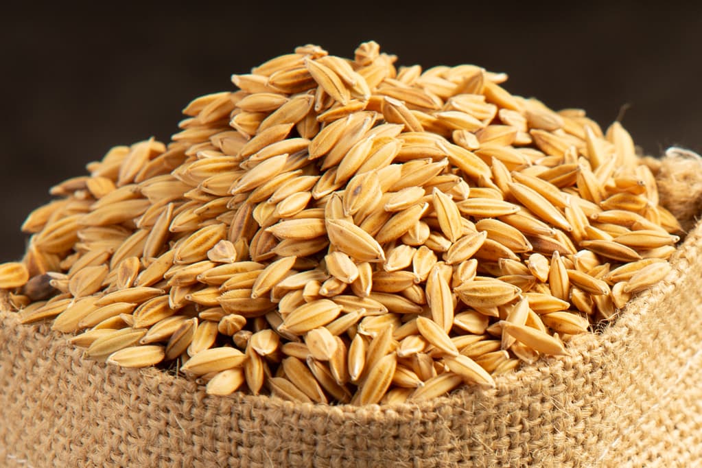 Semillas de Arroz Paddy